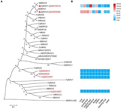 EjRAV1/2 Delay Flowering Through Transcriptional Repression of EjFTs and EjSOC1s in Loquat